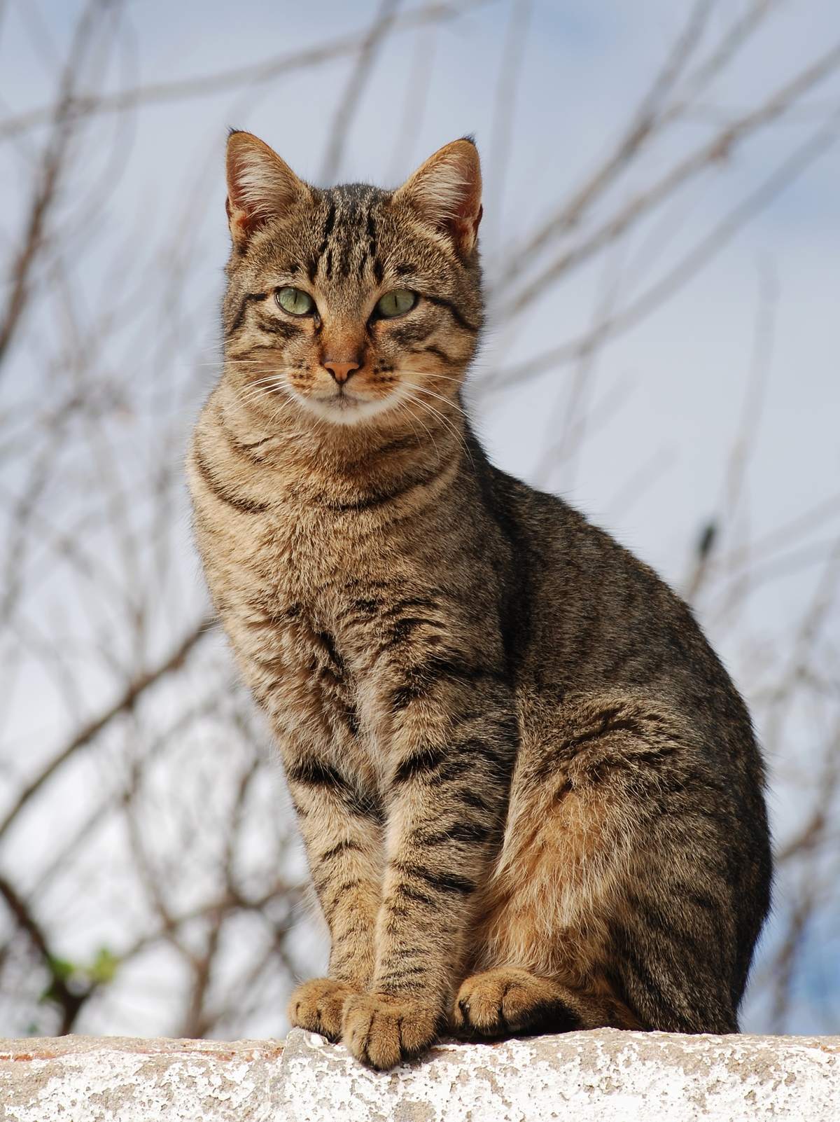 A tabby cat sitting indoors at home.