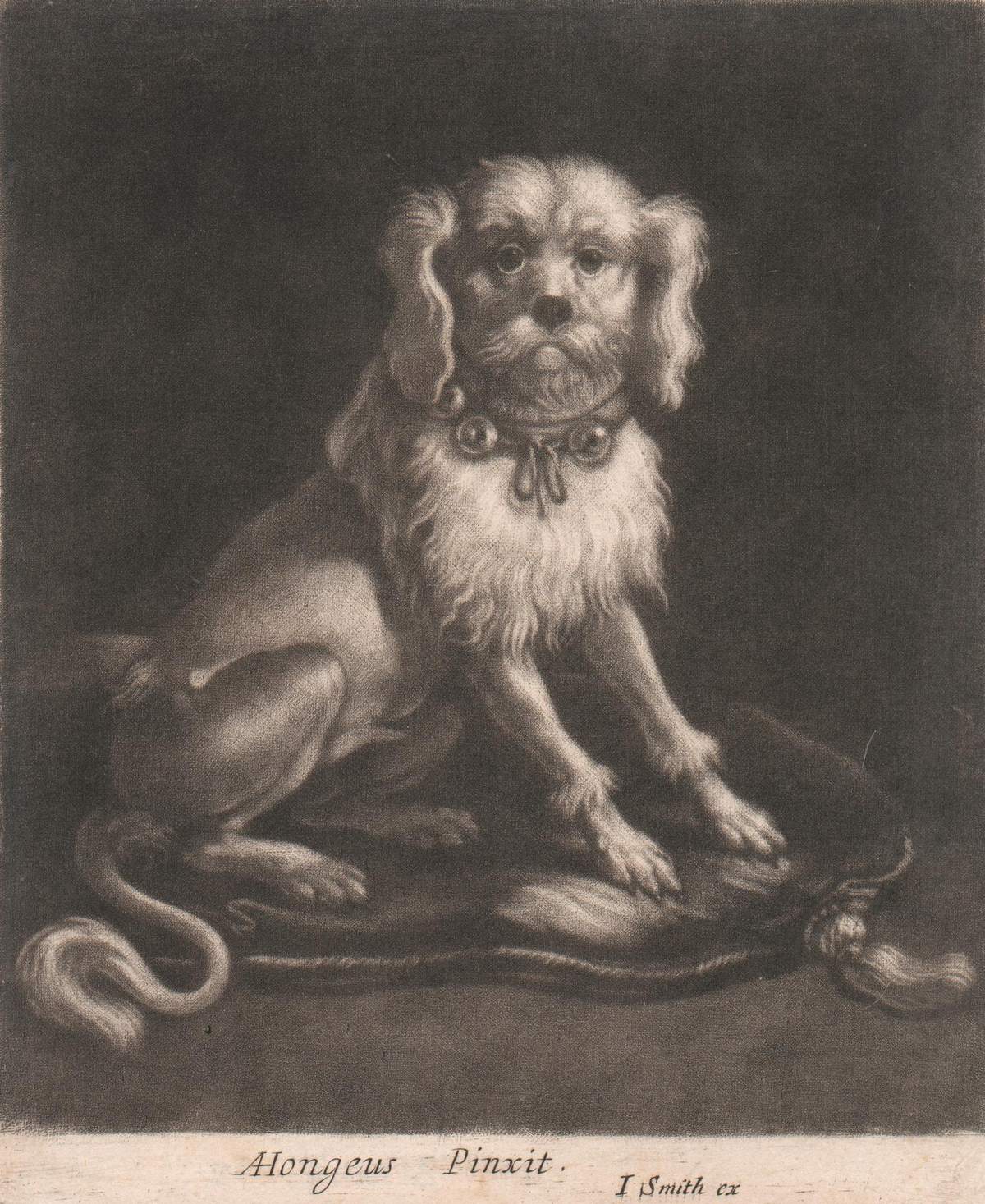 A close view of a dog wearing a flat collar.
