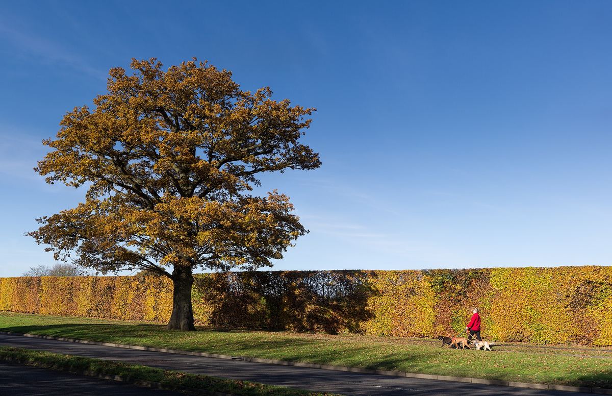A person walking a dog on a lead along a path.